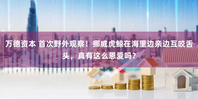 万德资本 首次野外观察！挪威虎鲸在海里边亲边互咬舌头，真有这么恩爱吗？